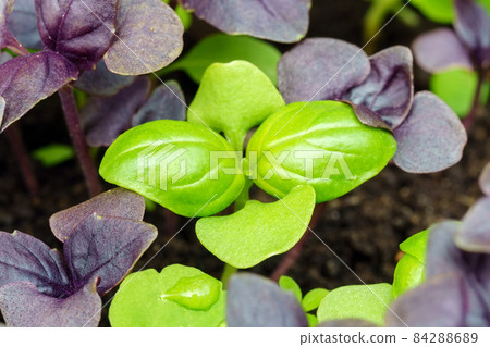 Basil sprouts close-up. Germination of seeds at home. The concept of vegan and healthy eating. Selective focus Basil sprouts close-up. Germination of seeds at home. The concept of vegan and healthy eating. Selective focus 84288689