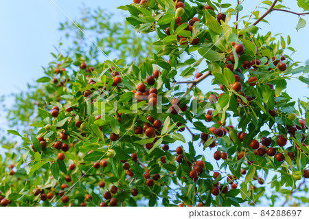 Chinese date, ziziphus jujuba, commonly called jujube, red date. Hanging on a branch, harvest Chinese date, ziziphus jujuba, commonly called jujube, red date. Hanging on a branch, harvest 84288697