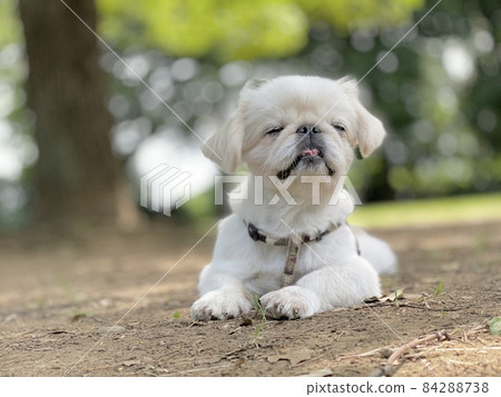 Dog run dog 84288738