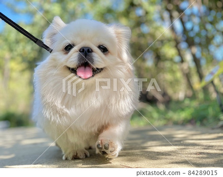 Dog walking Dog walking 84289015