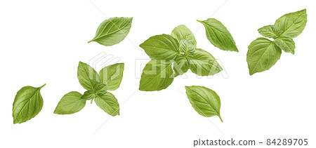 Basil leaves isolated on white background with Stock Photo