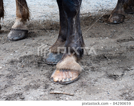 Pink keratin hooves of a black horse with bent ends of a blacksmith nails Pink keratin hooves of a black horse with bent ends of a blacksmith nails 84290659