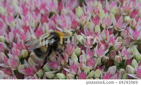 Bumblebee sits on an autumn garden inflorescence of white-pink color and collects pollen and nectar from the flower. Crassulaceae autumn. Bumblebee sits on an autumn garden inflorescence of white-pink color and collects pollen and nectar from the flower. Crassulaceae autumn. 84291069