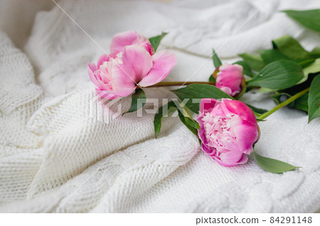 fresh pink peonies lie on a white knitted sweater, top view, copy space. Flat lay fresh pink peonies lie on a white knitted sweater, top view, copy space. Flat lay 84291148