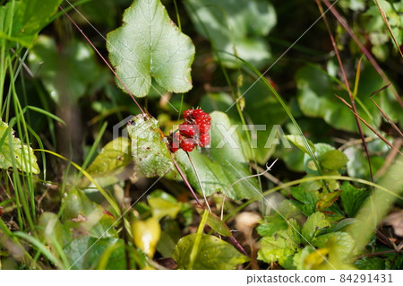 美味的野草莓果，帶氣泡膜，在早晨的陽光下閃閃發亮 84291431