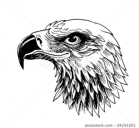Bald eagle head. Ink black and white drawing Bald eagle head. Ink black and white drawing 84291801