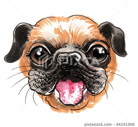 Cute puppy bulldog. Ink and watercolour drawing 84291806