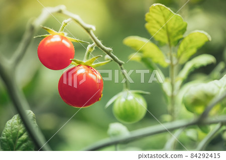 cherry tomato harvest under artificial light of HPS grow lamp cherry tomato harvest under artificial light of HPS grow lamp 84292415