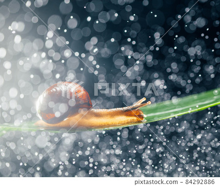 snail with water particles bokeh as the background 84292886