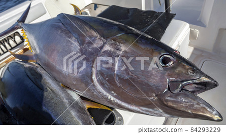 Large yellowfin tuna on board the yacht after ocean fishing. 84293229