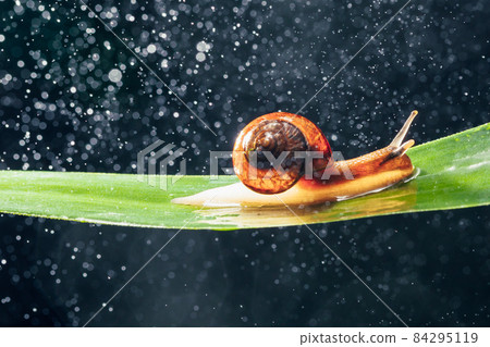 snail with water particles bokeh as the background snail with water particles bokeh as the background 84295119