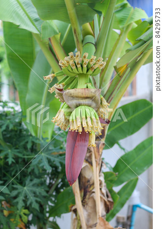 small green banana on a tree in the garden 84295733
