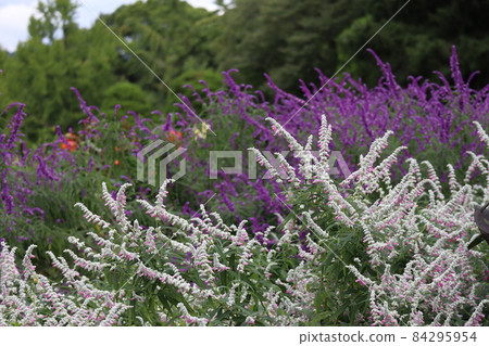 通過聚焦在前景中的白色丹參花田拍攝的風景，模糊了背景中紫色花朵和綠色樹木的森林。 84295954