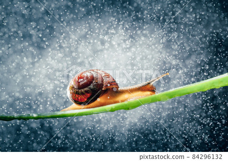 snail with water particles bokeh as the background 84296132