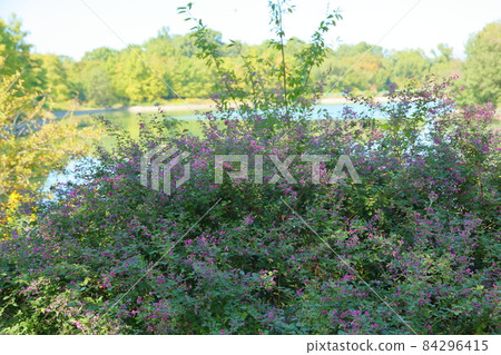 盛開的萩花 84296415