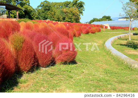 Kokia的秋葉 84296416