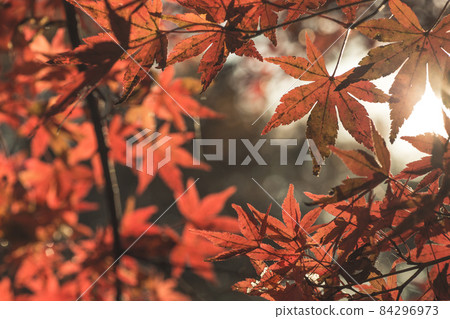 秋葉楓(上) 秋葉楓(上) 84296973