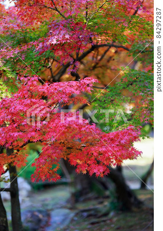 《香川縣》栗林庭園/紅葉 《香川縣》栗林庭園/紅葉 84297287