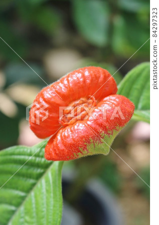 Psychotria pepigiana flowers 84297323