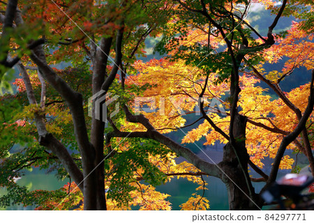 《香川縣》栗林庭園/秋天 84297771