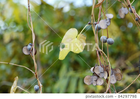 Yellow leaves, Jinenjo and Mukago nuts 84297798