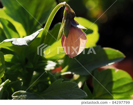 Plump viola buds that are about to bloom 84297799