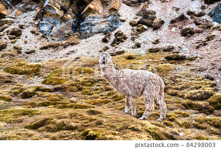 Alpaca at Vinicunca rainbow mountain in Peru Alpaca at Vinicunca rainbow mountain in Peru 84298003