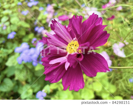 紅紫色波斯菊 84298151