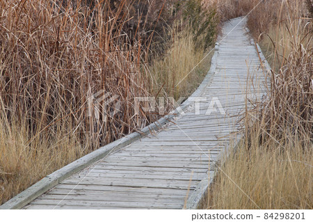 nature trail in wetland nature trail in wetland 84298201