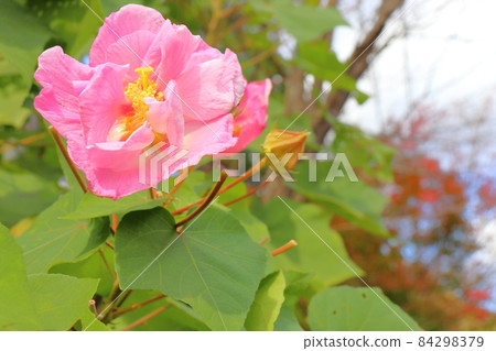 Fuyo flowers Fuyo flowers 84298379