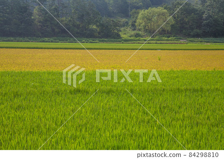 autumn field with ripening rice 84298810