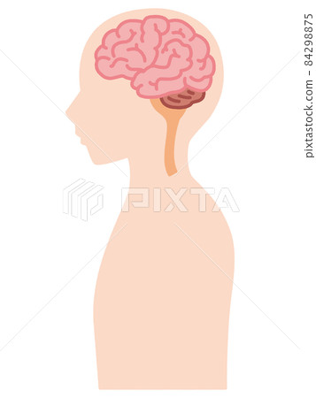 Cross section of the human body Cross section of the human body 84298875
