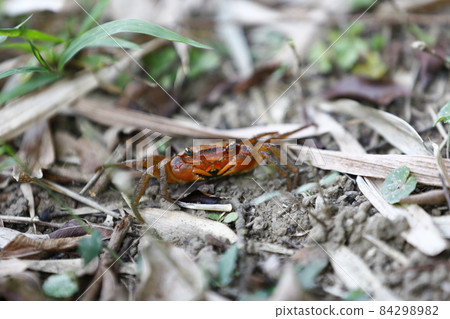 螃蟹 螃蟹 84298982