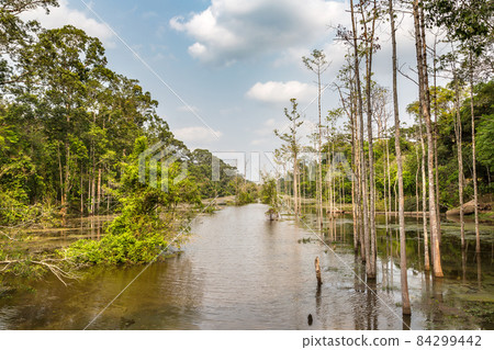 Swamp in Angkor Wat 84299442
