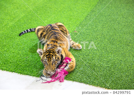 Tiger cub in zoo in Chiang Mai 84299791