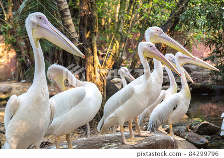Pelicans in Zoo in Bangkok 84299796