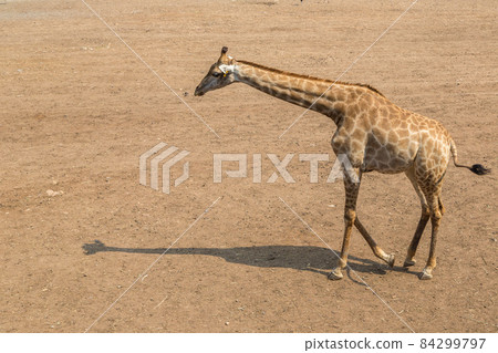 Giraffe in Zoo in Bangkok Giraffe in Zoo in Bangkok 84299797