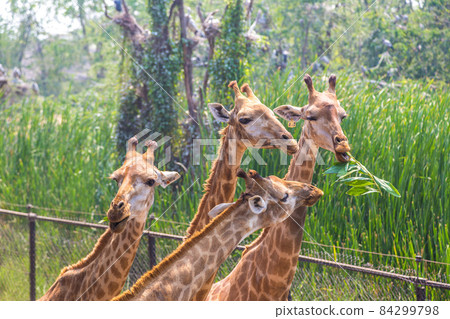 Giraffe in Zoo in Bangkok Giraffe in Zoo in Bangkok 84299798