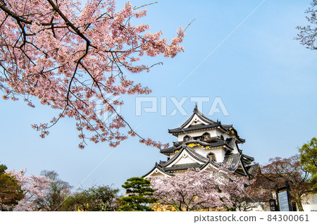 Hikone Castle, Hikone City, Shiga Prefecture ~ Castle tower and cherry blossoms in full bloom ~ 84300061