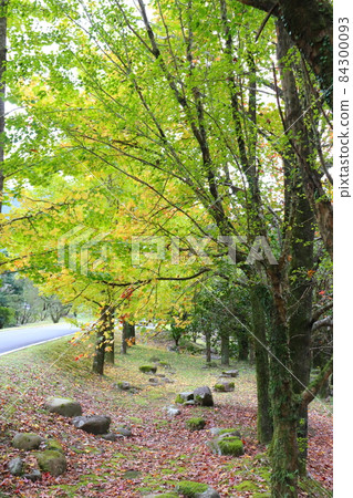 Ginkgo bunches 84300093