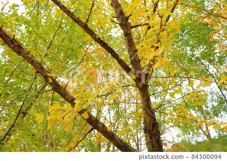 Ginkgo biloba 84300094