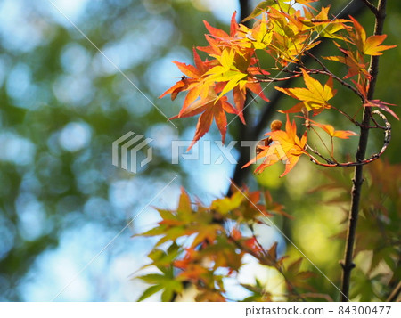 Maple Maple 84300477