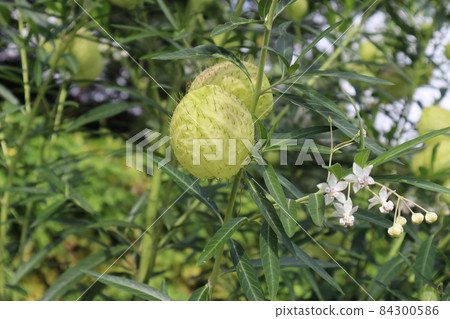 A landscape in which the surroundings such as green leaves, flowers and other fruits are vaguely photographed by focusing on one fruit of Gomphocarpus communis. 84300586
