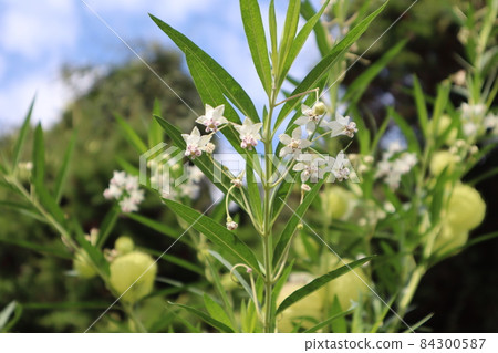 Scenery taken by focusing on the white flowers of the milkweed in the foreground by blurring the fruits, leaves, flowers, sky, clouds, and trees in the background. 84300587