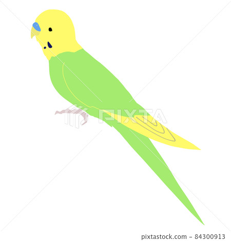 Yellow-green budgerigar facing sideways (no line) 84300913