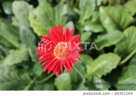 以花朵為焦點拍攝的紅色非洲菊盛開的風景 84301264