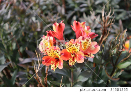 六出花景觀 84301265