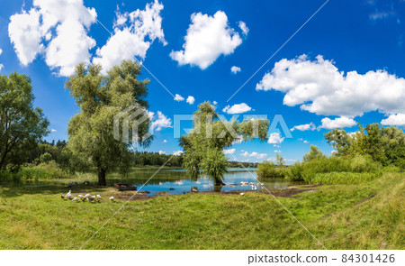 Calm pond and water plants 84301426