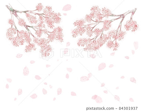 Cherry blossoms with branches and snowstorm 84301937