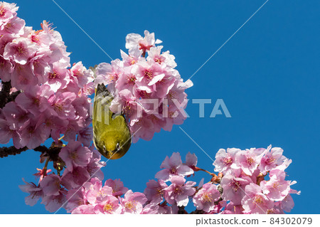 [Matsudayama, Matsuda Town, Kawazu cherry blossoms and white-eye in full bloom] 84302079